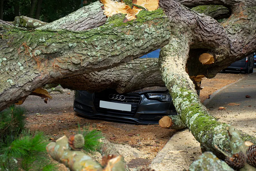 Ein umgestürzter Baum liegt nach einem Sturm auf einem Auto